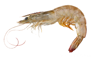 Shrimp PNG-18267
